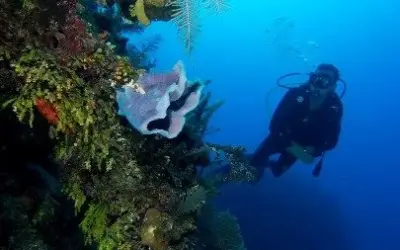 Dive The World Celebrates 15 Years