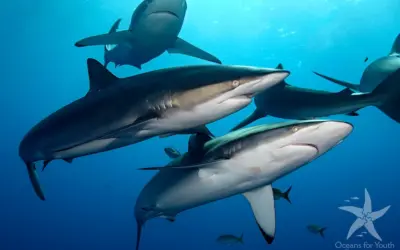 A Focus on Diving Vacations in the Americas