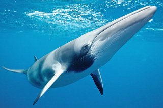 Dive with dwarf minke whales in Australia
