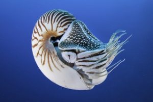 Get involved with Mike Ball's nautilus research initiative during your Coral Sea liveaboard cruise