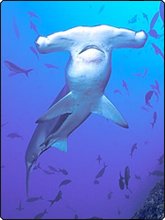 Diving with hammerhead sharks in Layang Layang Diving with hammerhead sharks in Layang Layang