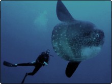 The might mola-mola to be found off Nusa Lembongan, Bali The might mola-mola to be found off Nusa Lembongan, Bali