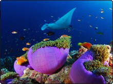 Diving with mantas at Haa Alifu Atoll, Maldives - photo courtesy of Josef Hochreiter Diving with mantas at Haa Alifu Atoll, Maldives - photo courtesy of Josef Hochreiter
