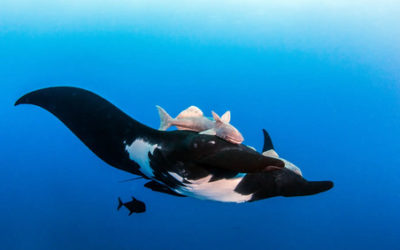 Uncharted Diving Secrets of Mexico’s Underwater Kingdom