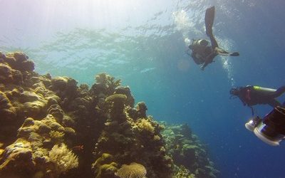 Ready to dive into a paradise? Palau’s incredible marine life awaits!
