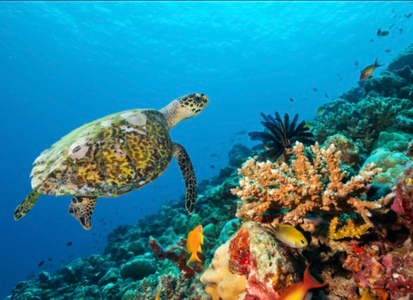 Roatan: Discovering the Mesoamerican Barrier Reef on a Cruise Day Trip