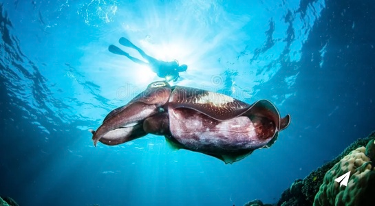 Gorontalo Diving Holidays – Travel and Tourist Information