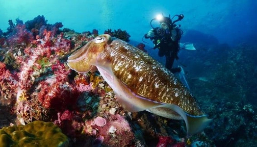 Diving with Cuttlefish – the Wisdom of a Cephalopod