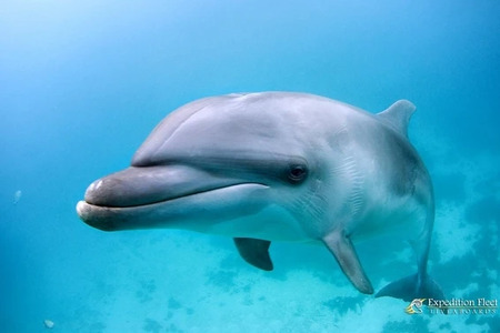 Diving with Dolphins – Man’s Best Ocean-Dwelling Friend