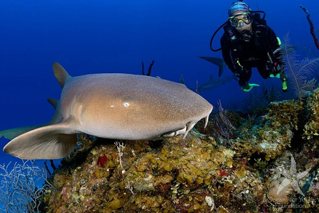 Diving with Tawny Nurse Sharks – Oooh Matron!