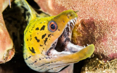 Diving with Moray Eels – a Foray into the World of Morays