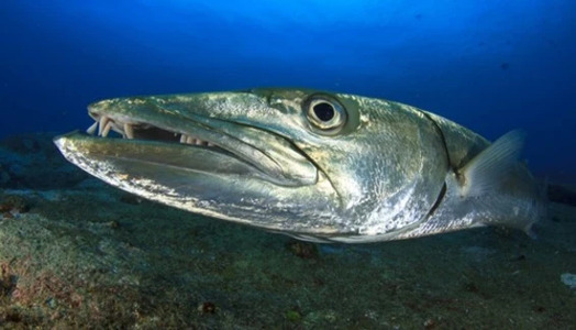 Diving with Barracuda – The Tiger of the Sea