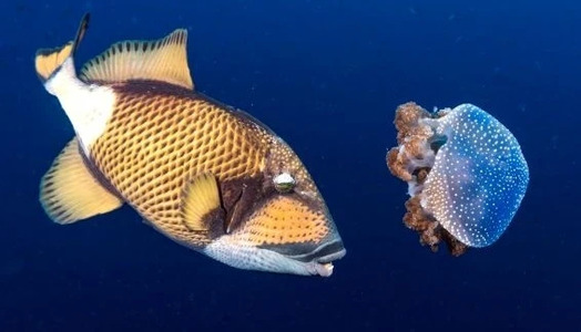 Diving with Titan Triggerfish – Terrible ‘Old Evil-eye’
