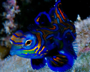 Diving with Mandarinfish