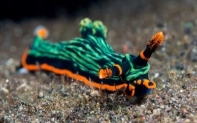 Diving with Nudibranchs – It’s Only a Slug, Right?