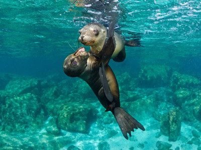 Diving with Sea Lions – Playful Puppies of the Sea