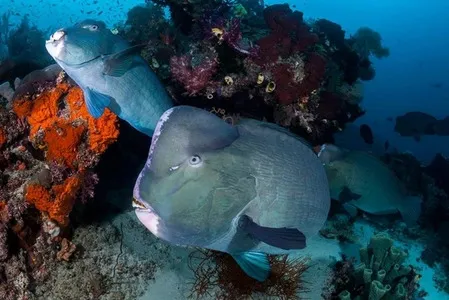 Diving with Bumphead Parrotfish – Bumping Coral Reefs into Balance