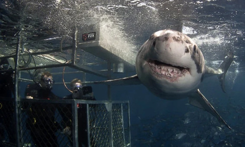 Diving with Great White Sharks: Misunderstood Terrors of the Ocean