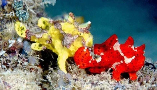 Diving with Frogfish: the Obdurate Anglerfish