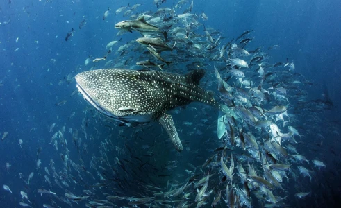 Diving with Whale Sharks: the Largest Fish in the World