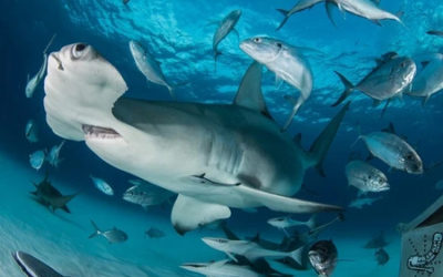 Diving with Scalloped Hammerhead Sharks