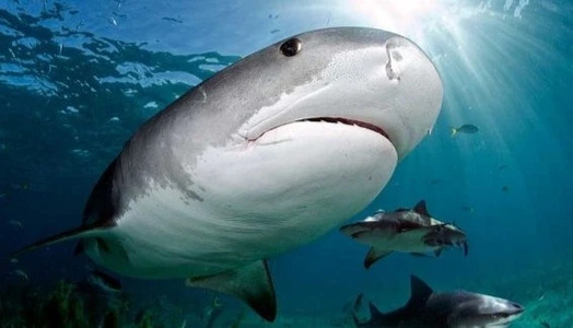 Diving with Tiger Sharks: the Fearsome Garbage Collector