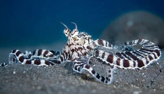 Diving with Mimic Octopus – Is it a Snake or a Flounder?!
