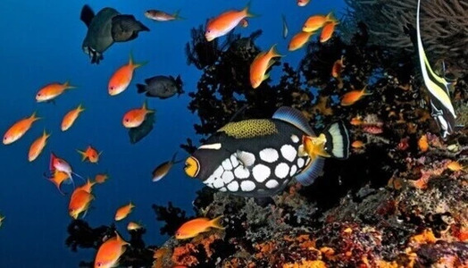 Diving with Clown Triggerfish: Prettiest Fish in the Sea?