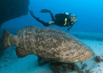 Atlantic goliath grouper, image courtesy of Walt Stearns