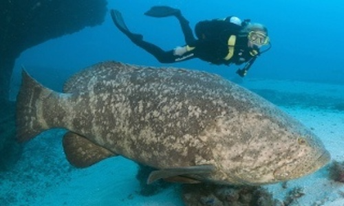 Diving with Goliath Grouper: Is the Term Jewfish Offensive?