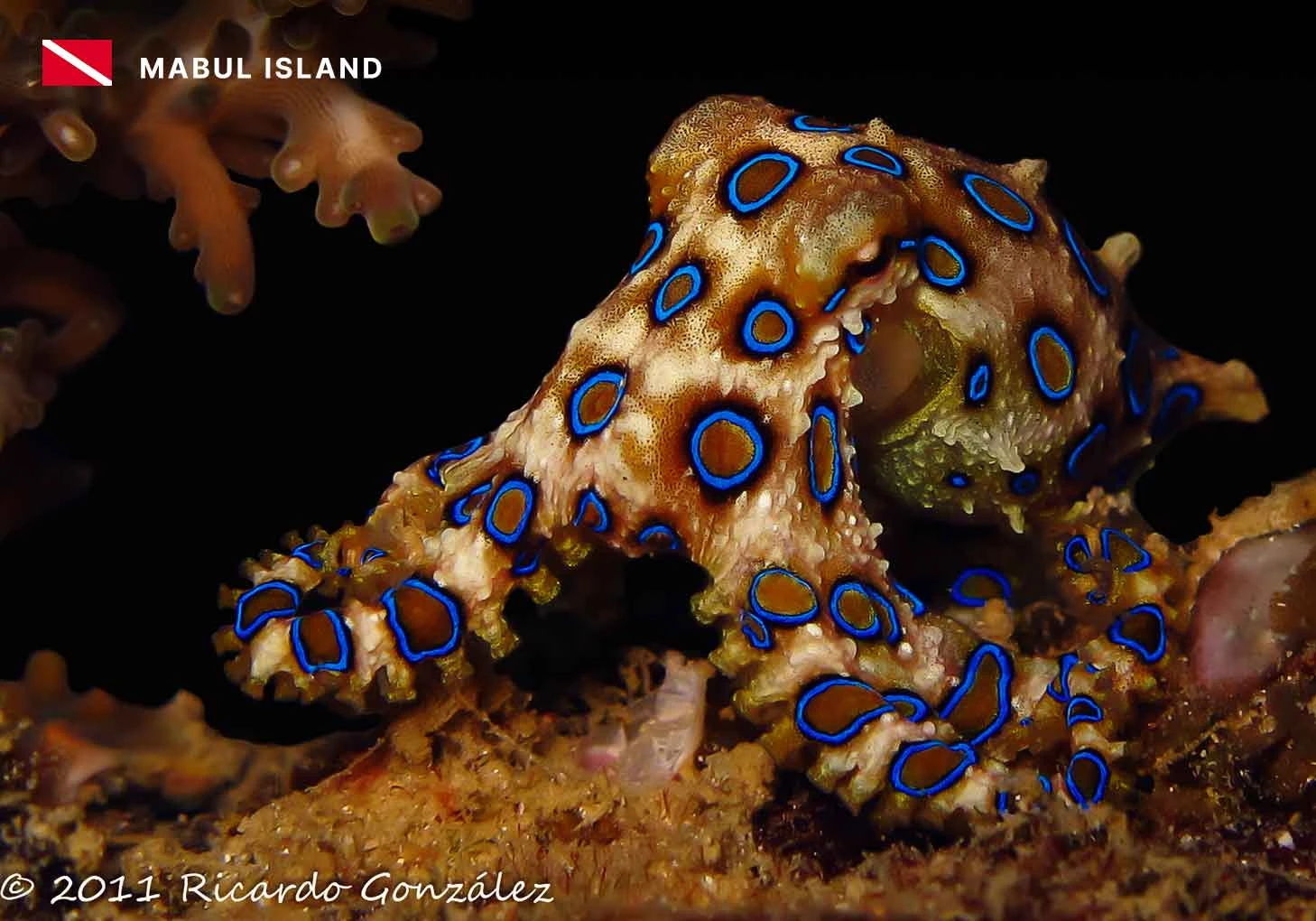 Muck Diving in Mabul: A Macro Photographer’s Paradise