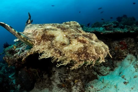 Diving with Wobbegongs: Wobbe-what?