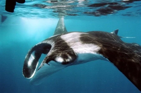 SANGALAKI ISLAND DIVING VACATIONS