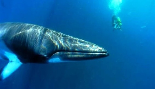 Diving with Dwarf Minke Whales: Acrobats of the Sea