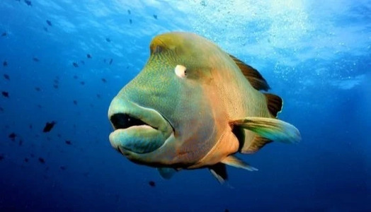 Diving with Napoleon Wrasse: Ocean’s Most Curious Fish