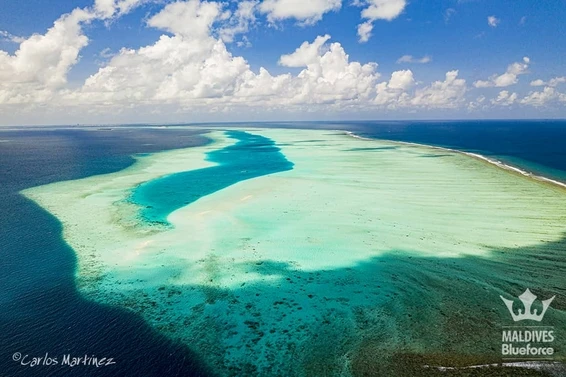 Hanifaru Bay MPA – Snorkelling with Manta Rays and Whale Sharks