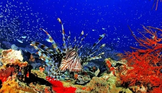 Diving with Lionfish: a Devil Firefish or a Turkeyfish?