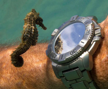 Diving with Seahorses – a Diver’s Best Friend