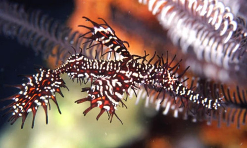 Diving with Harlequin Ghost Pipefish: Masters of Disguise