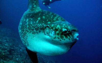 Diving with Sunfish – the Mighty Mola Mola