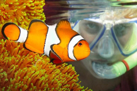 Diving with Clownfish: Finding Nemo and Finding Out All About Him