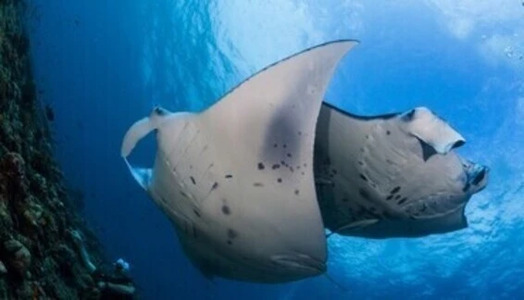 Diving with Manta Rays: Graceful Gliders