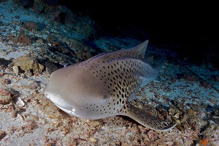 Diving with Leopard Sharks: Can a Shark Change its Spots?