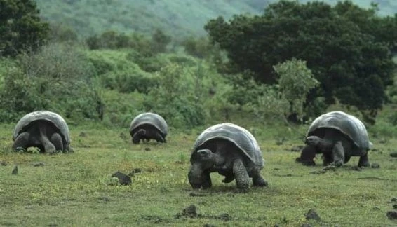 The Gentle Giant Tortoises of Galapagos
