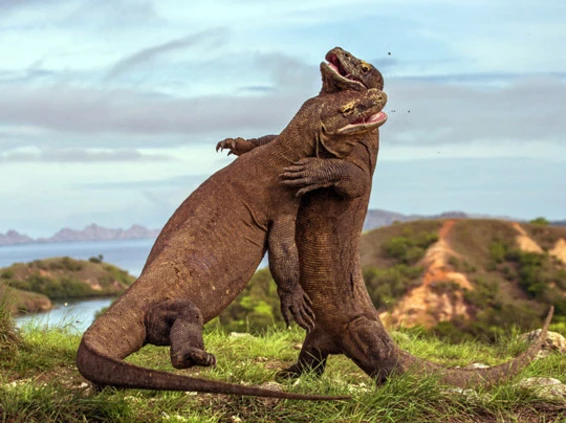 Komodo Dragons – The Myth, the Legend
