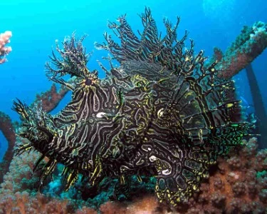 Diving with scorpionfish: Motionless and Venomous