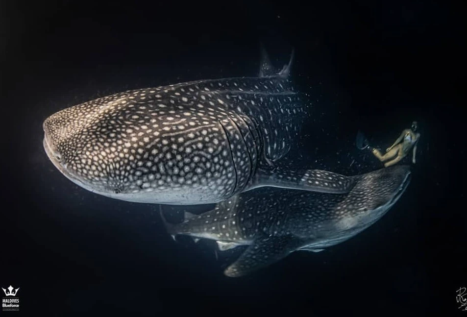 Whale Shark Marine Protected Areas of the Maldives
