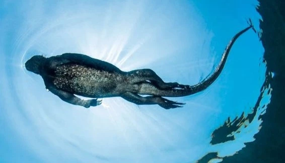 Diving with Marine Iguanas – Dinosaurs on the Shore