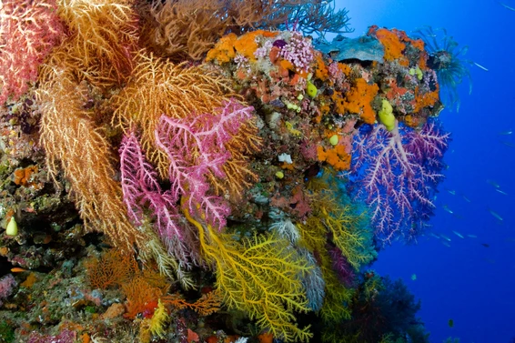 Reef Alert – Coral Reefs Under Threat