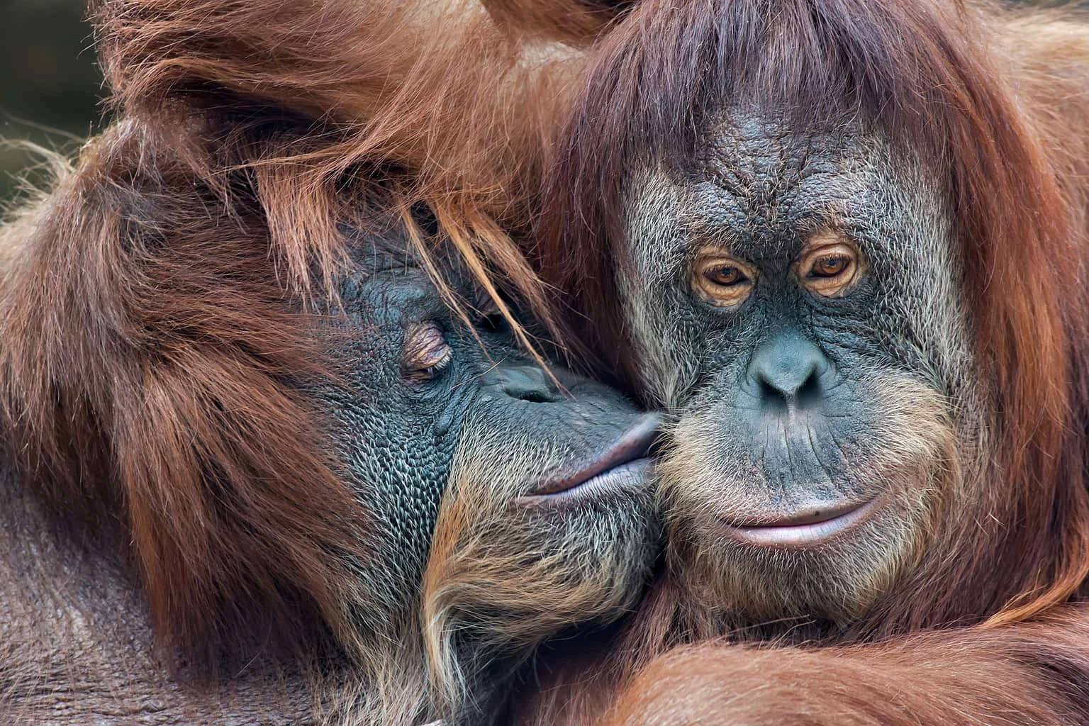 Orangutans – The Wild Man of Borneo